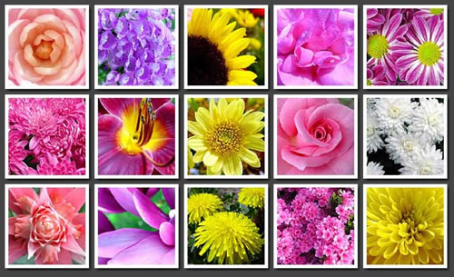 Flores