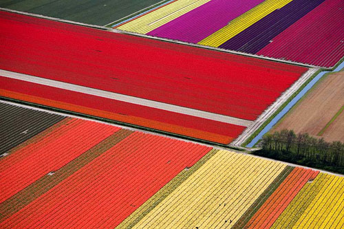 Campos de color