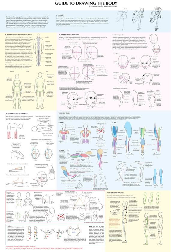 Infografía sobre bases del dibujo del cuerpo humano