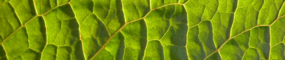 Texturas de hojas