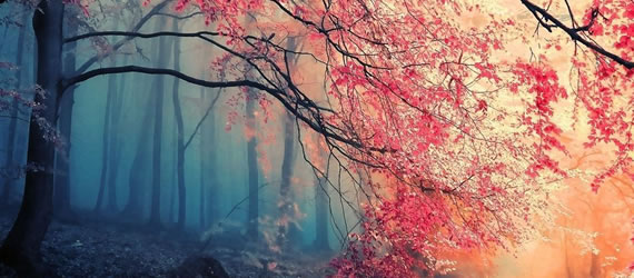 Beautiful Red Tree