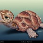 Tortuga ilustrada por Salvador Ramirez Madriz