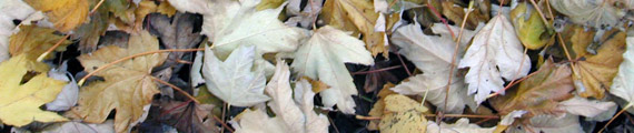 Texturas de hojas